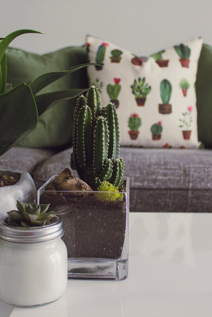 Modern living room featuring potted plants, cactus decor, and a cozy sofa.