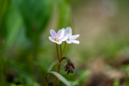 Beautiful close-up of delicate blooming spring flowers in a natural setting.